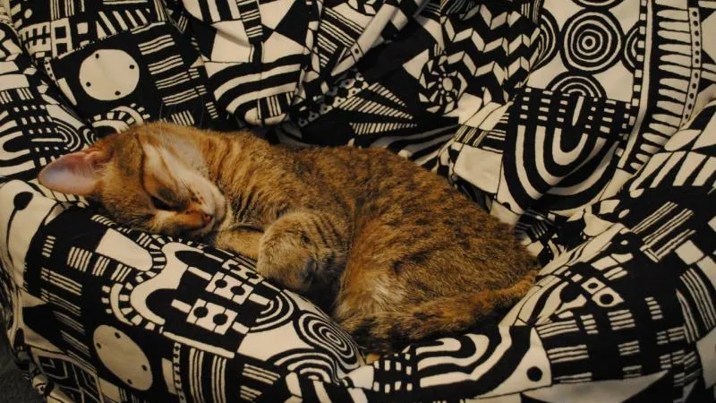 Кошку, которую не пустили в израильский самолет, бросили на стоянке такси в Домодедово