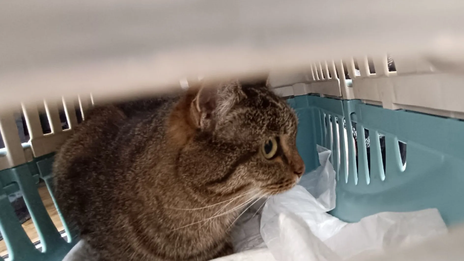 Фото: МедиаБанк Подмосковья/Екатерина Дятловская