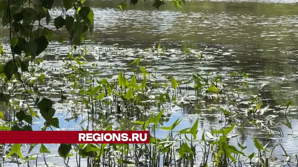 Фото: МедиаБанк Подмосковья/Валерия Ерофеева