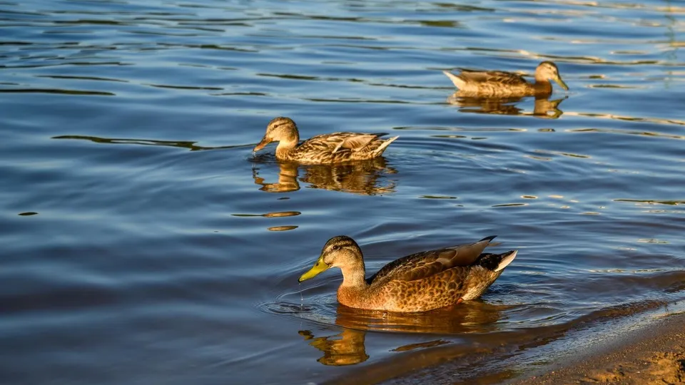 Фото: медиасток.рф