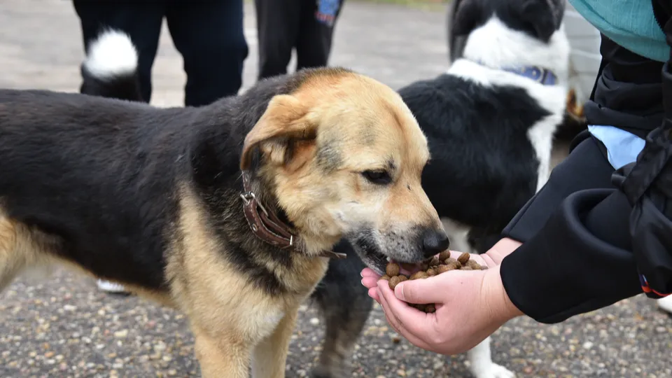 Фото: МедиаБанк Подмосковья/Владимир Останин