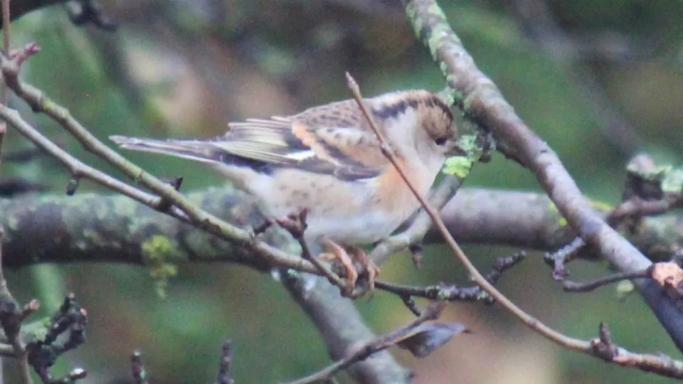 Фото: vk.com/Сухановский лес