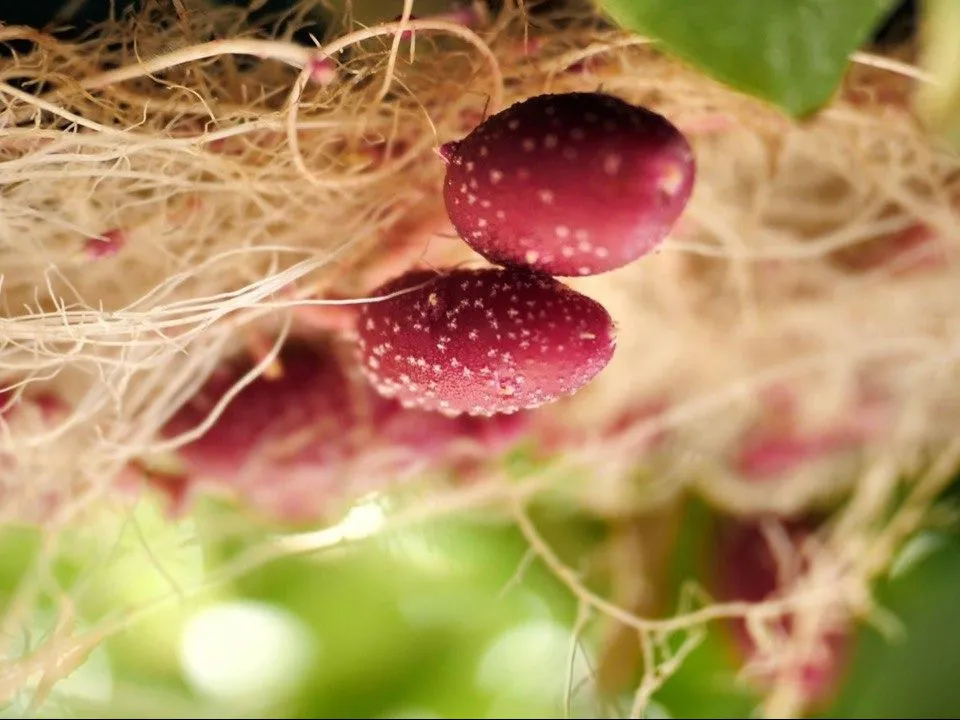 Фото предоставлено предприятием «Дока-Генные Технологии»