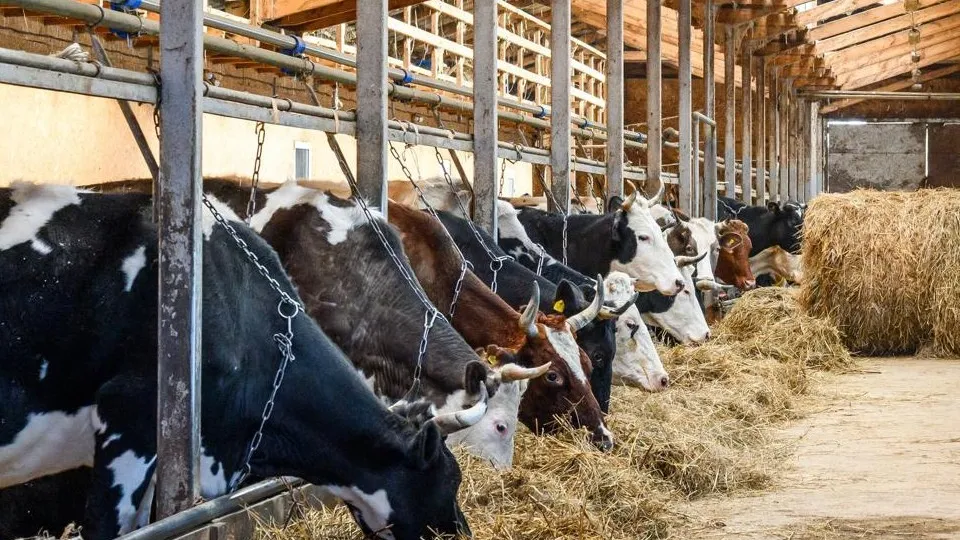 Фото: медиасток.рф