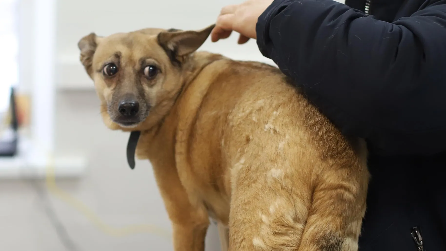 Анна Реппель