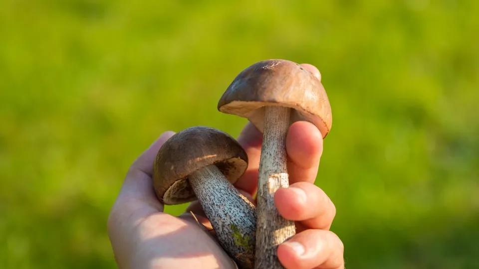 Фото: pxhere.com