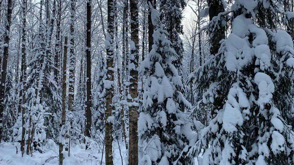 Комитет лесного хозяйства Московской области