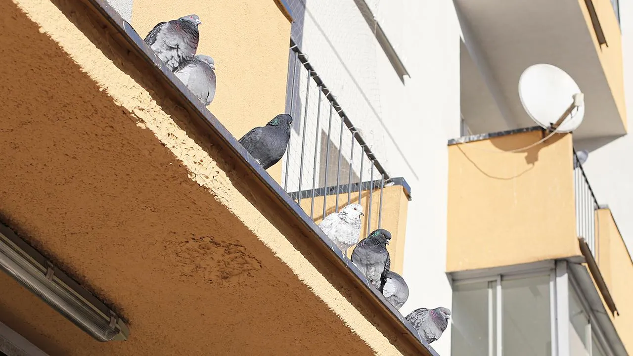 istockphoto.com/szakalikus