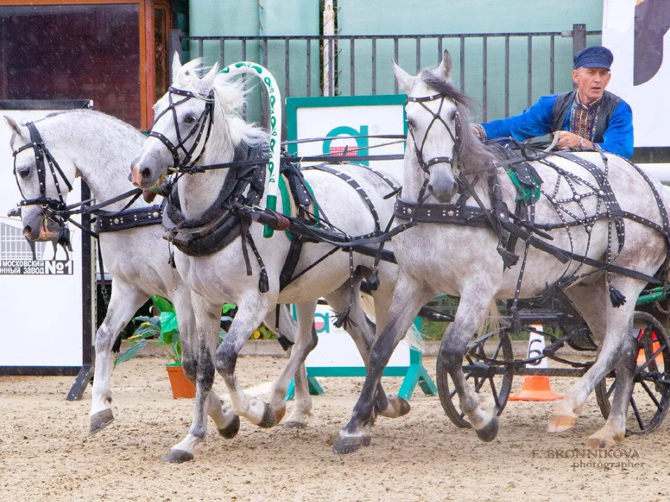 Фото: Московский конный завод № 1