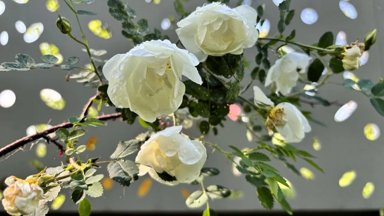 Фото: МБУК  «Городской парк культуры и отдыха»