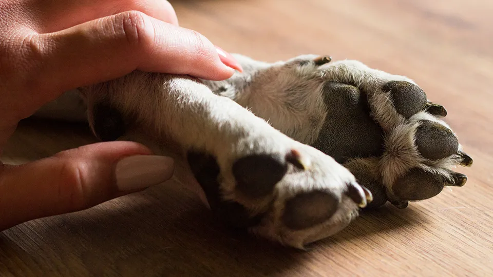 Фото: istockphoto.com/sanjagrujic