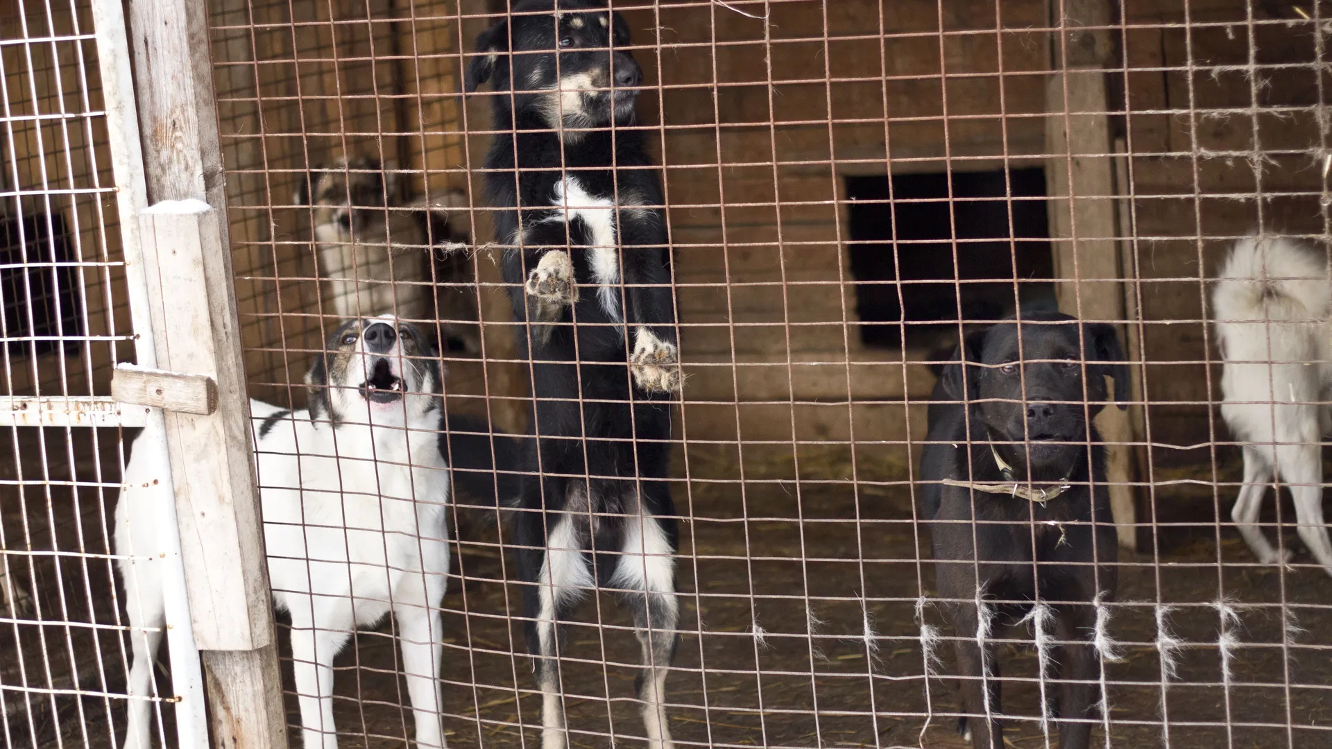 «Откуда столько злости?»: россиянин призвал живодеров остановиться после гибели трех псов