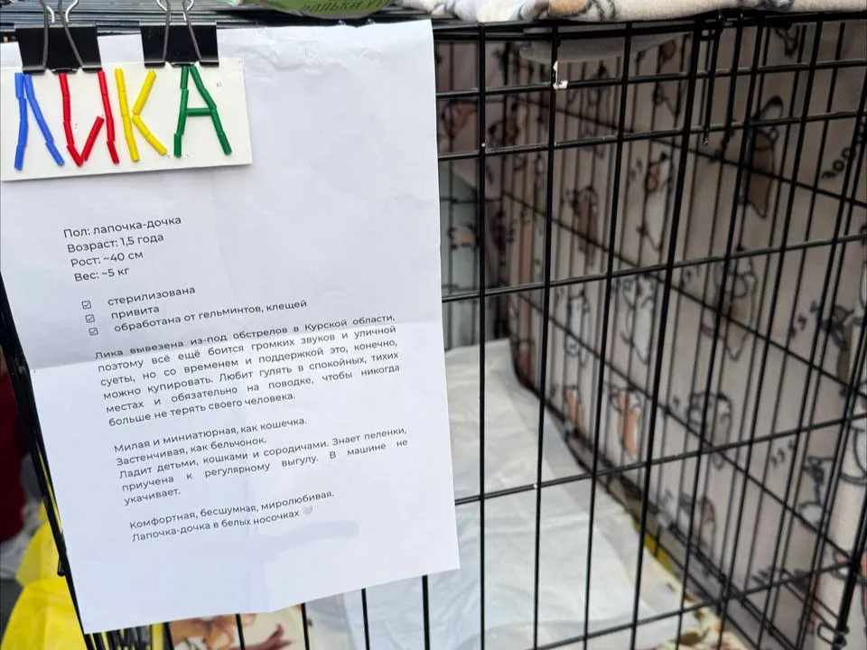 Фото: t.me/vidnye_martinci