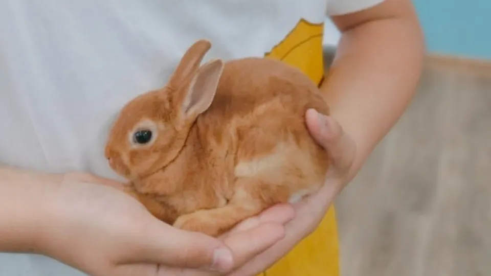 Фото: пресс-служба администрации г.о. Черноголовки