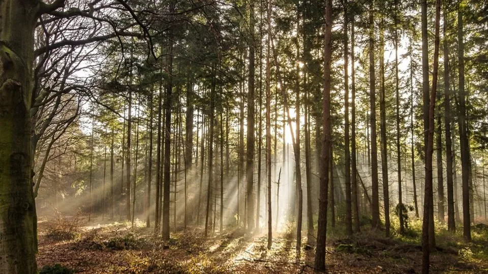 Фото: freepik.com