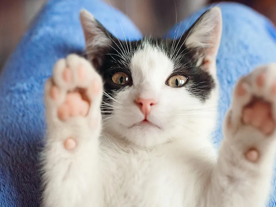 Расслабляют, умиляют, лечат: выяснилось, почему видео с котами так популярны в Сети