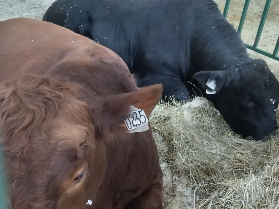 Фото: REGIONS/Елена Ткаленко