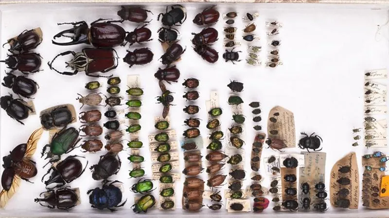 Чучела жуков из Японии не пустили в Шереметьево без документов