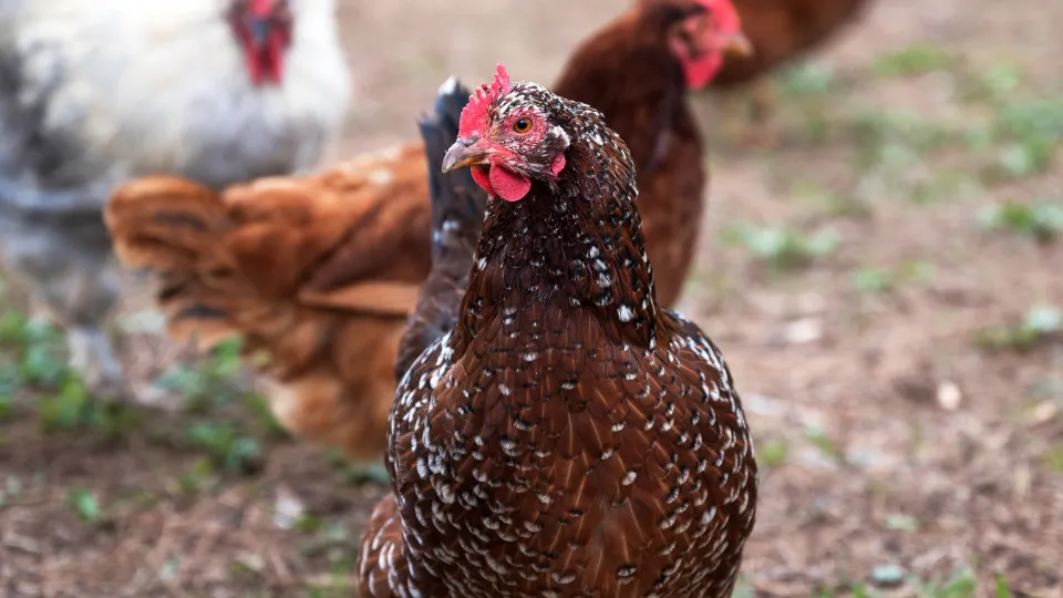 Фото: freepik.com