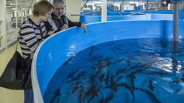 Корреспондент «Подмосковье сегодня» выяснил, как выращивают осетра