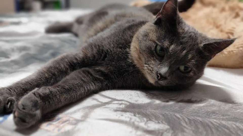 Министерство жилищной политики Московской области