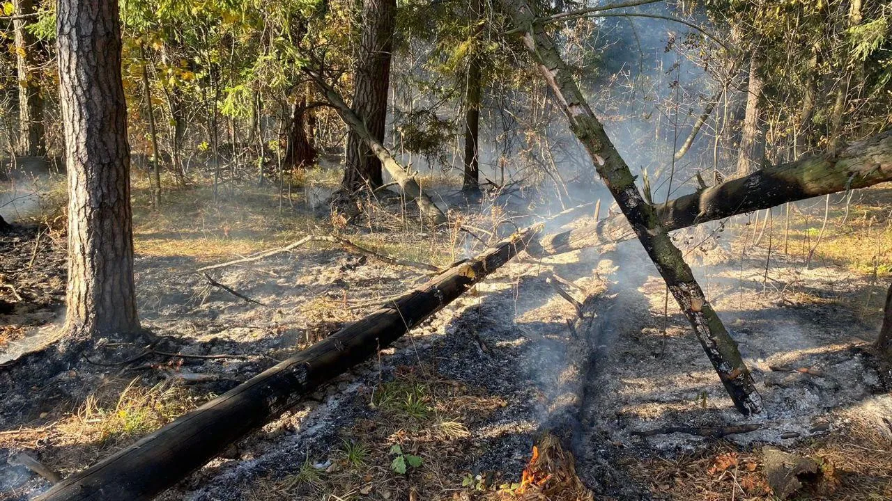 Фото: Комитет лесного хозяйства Московской области