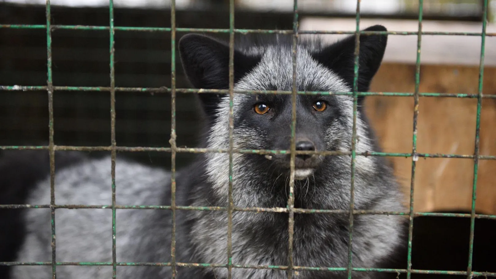 медиасток.рф