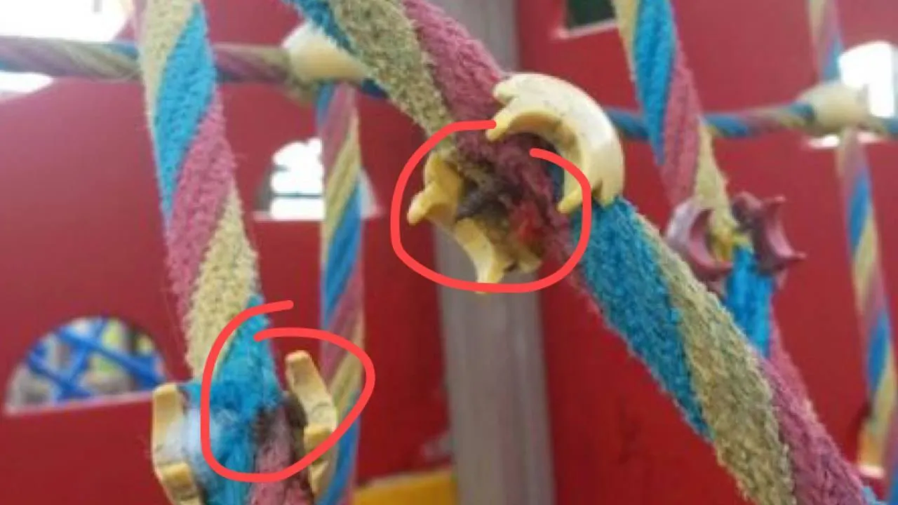 фото: соцсети