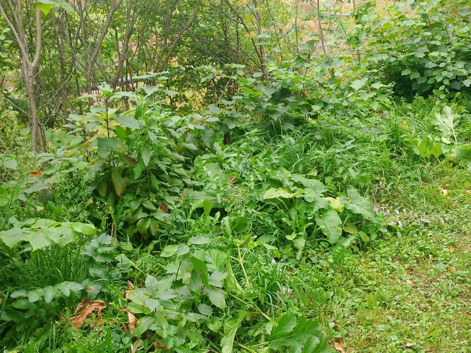 Фото: пресс-служба администрации м.о. Лотошино