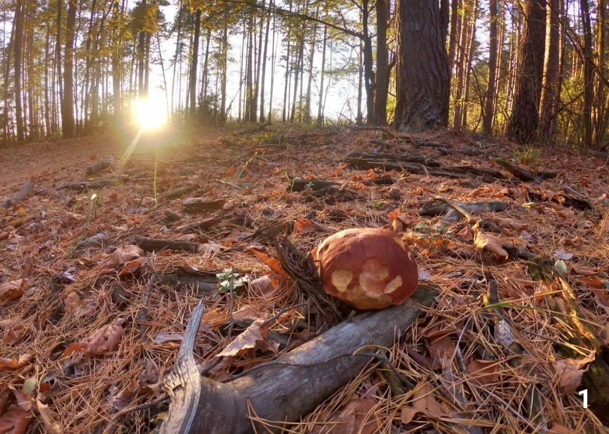 Фото: Комитет лесного хозяйства МО
