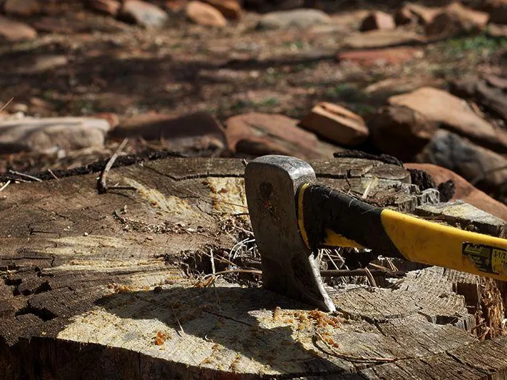 Политолог объяснил, зачем ВСУ вырубают и вывозят лес
