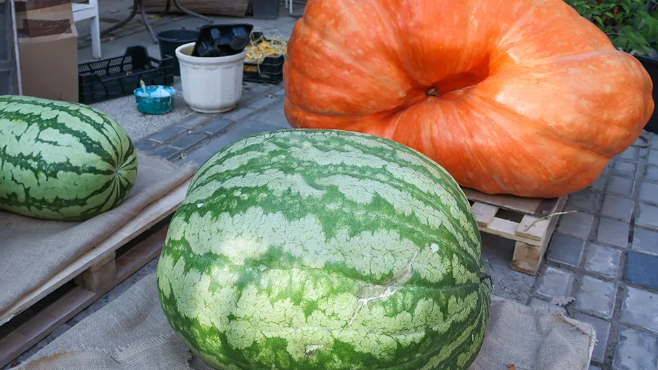 Фото: ТАСС/Михаил Метцель