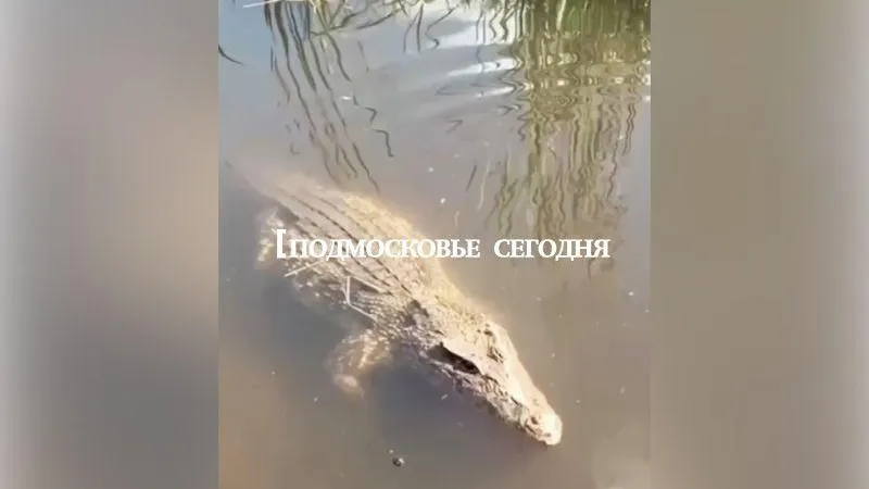 Самые яркие случаи пугающих и шокирующих встреч с экзотическими животными в Подмосковье
