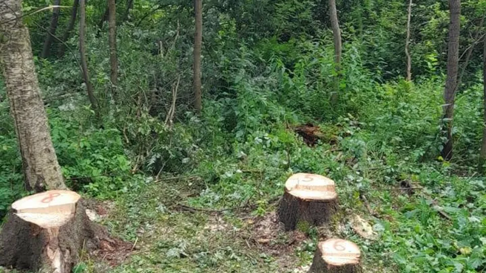 Фото: Комитет лесного хозяйства Московской области