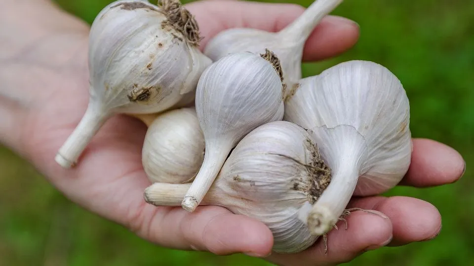 Фото: istockphoto.com