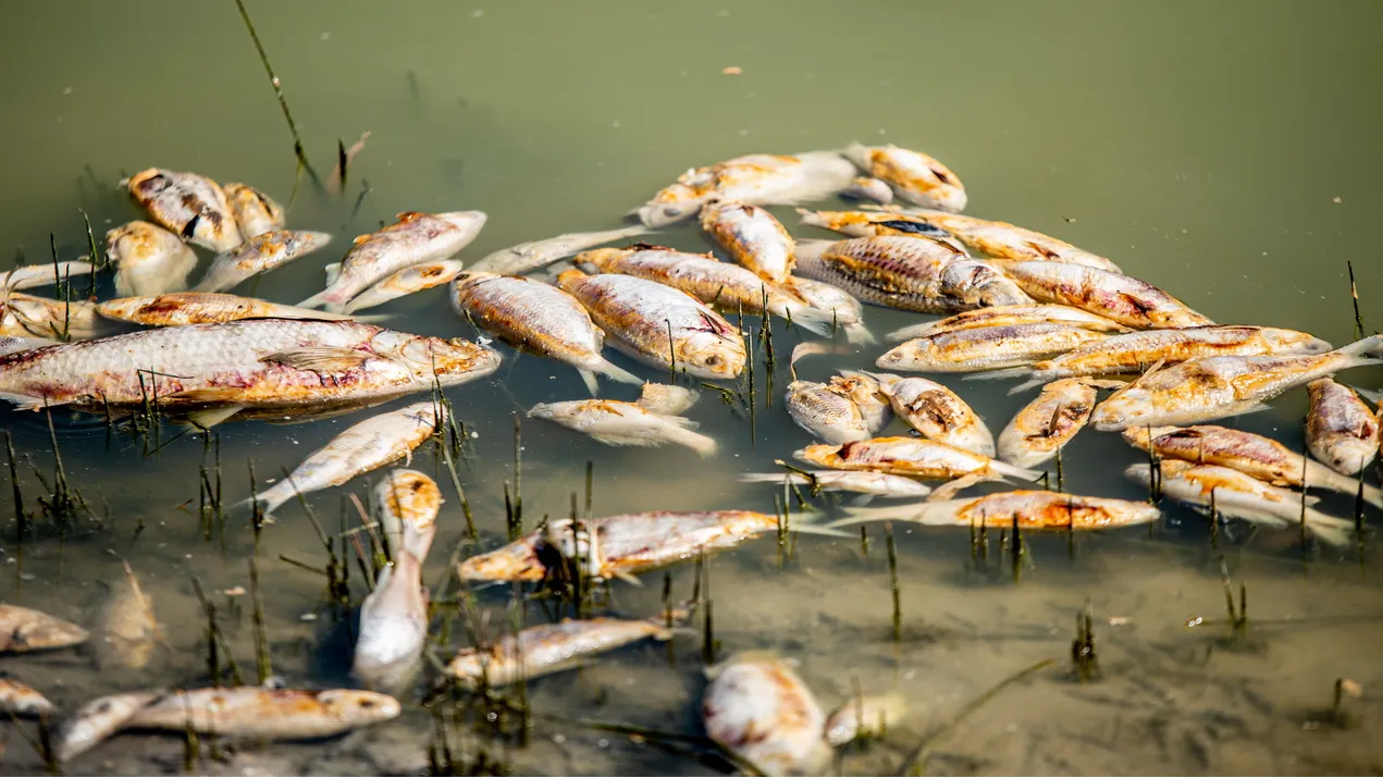 Фото: ТАСС/EPA/SAMARA ANDERSON
