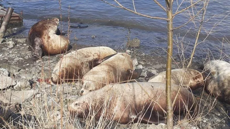 Морские львы вернулись на зимовку в Петропавловск-Камчатский