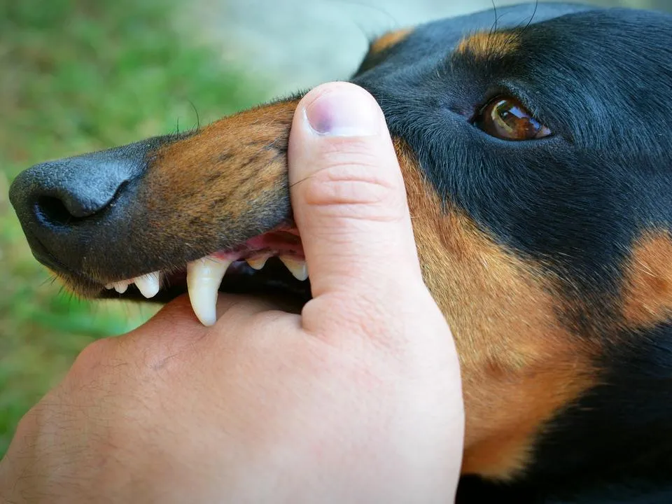 «Только штрафами проблему не решить»: выяснилось, как еще можно бороться с нападениями собак на людей