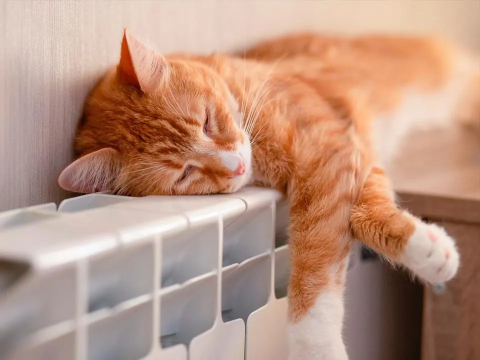 Фото: istockphoto.com/Volha Listratava