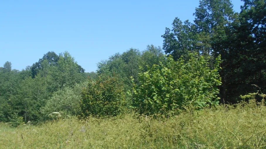 Фото: Единый портал торгов Московской области ЕАСУЗ