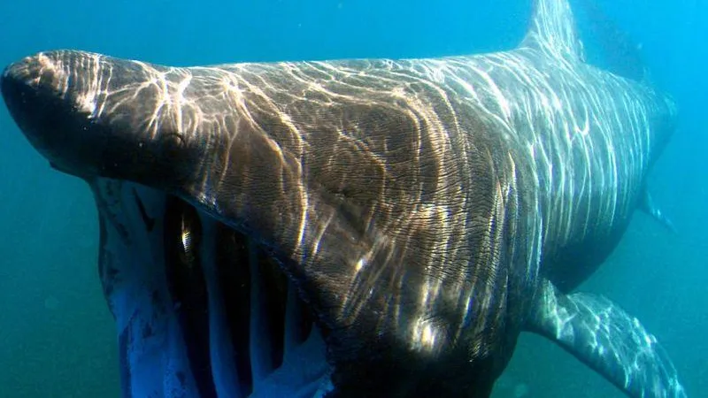 Greg Skomal / NOAA Fisheries Service