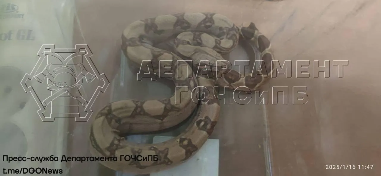 Департамент по делам гражданской обороны, чрезвычайным ситуациям и пожарной безопасности Москвы