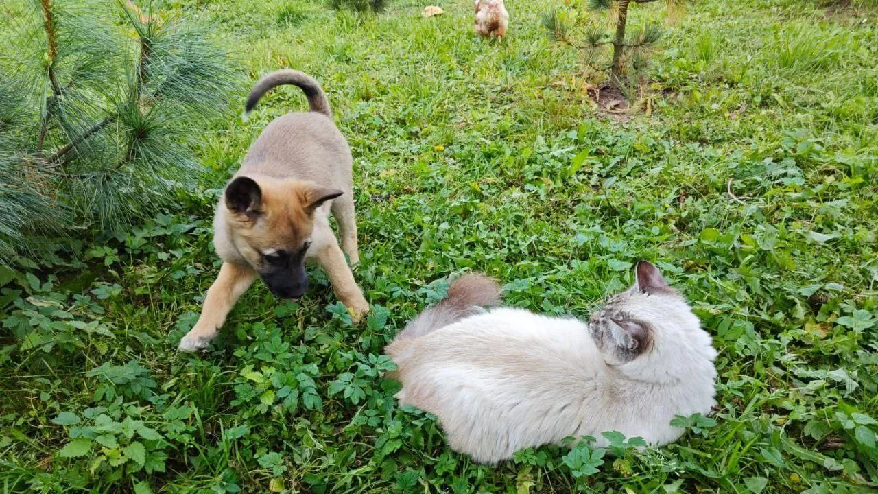 Одна из собак уже обрела дом в Русавкино-Романово. Фото Sergey Navrotsky