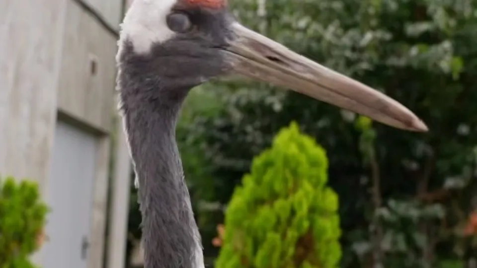 Фото: Московский зоопарк