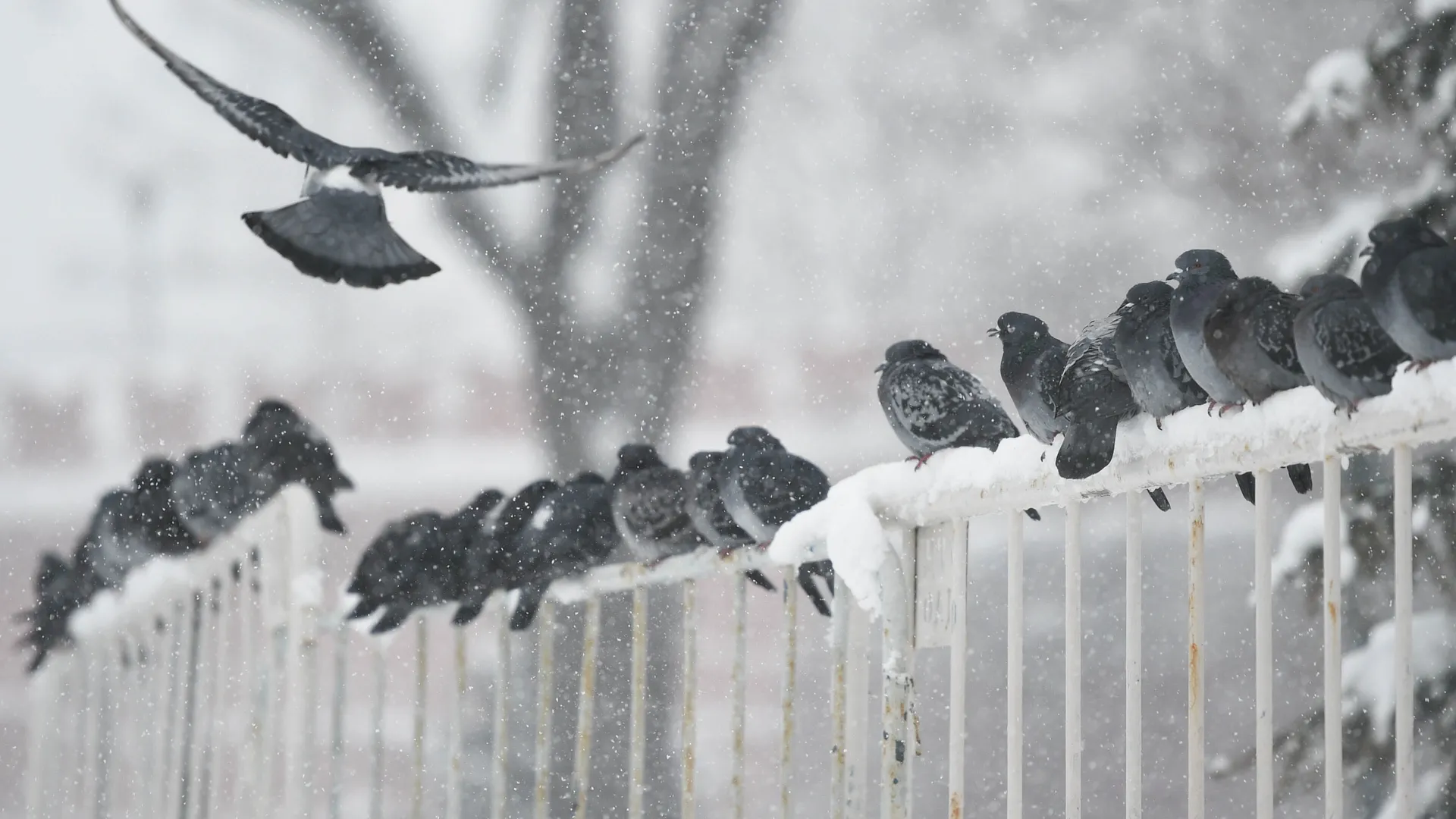 медиасток.рф