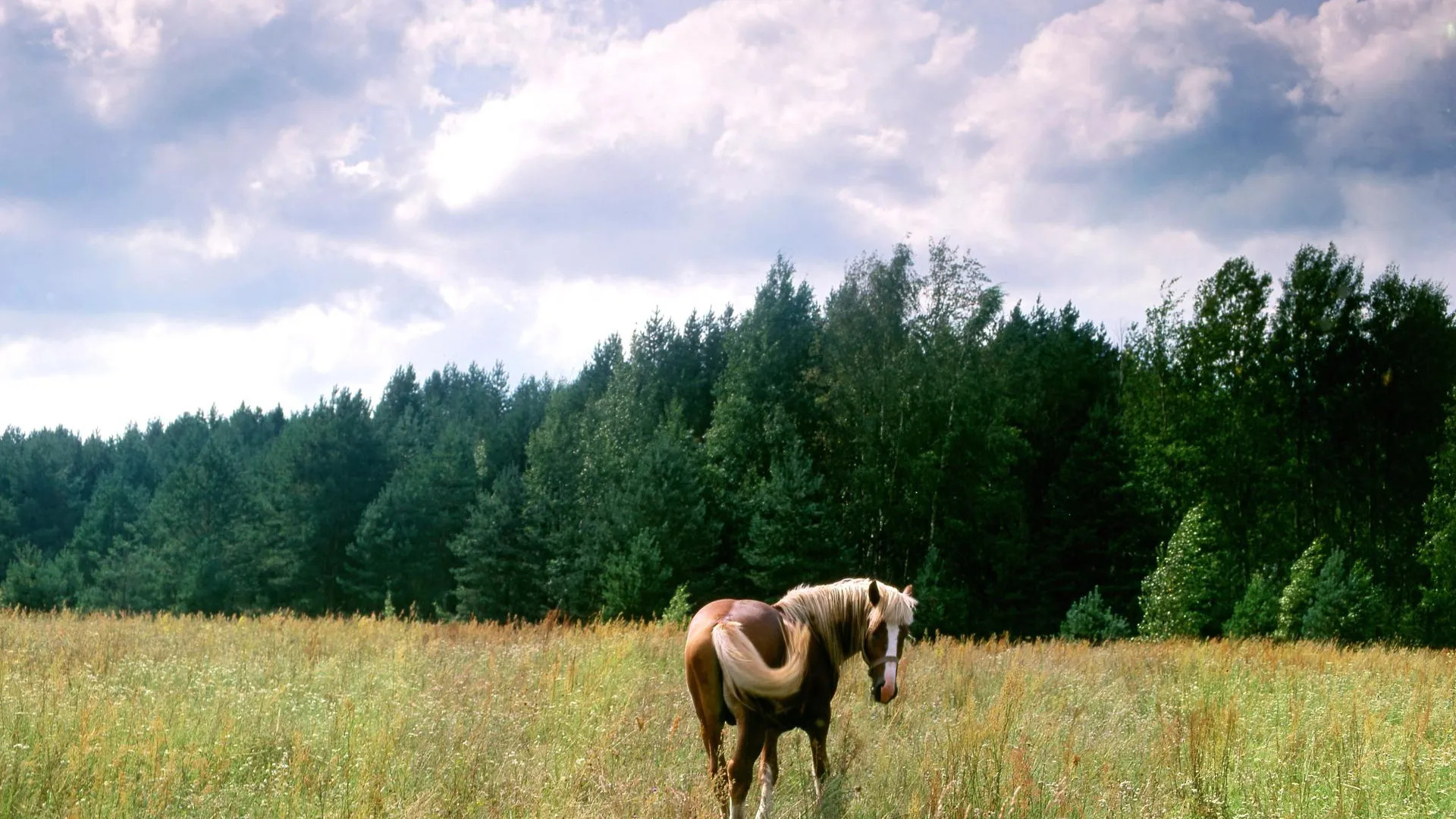 Konstantin Kokoshkin/Russian Look