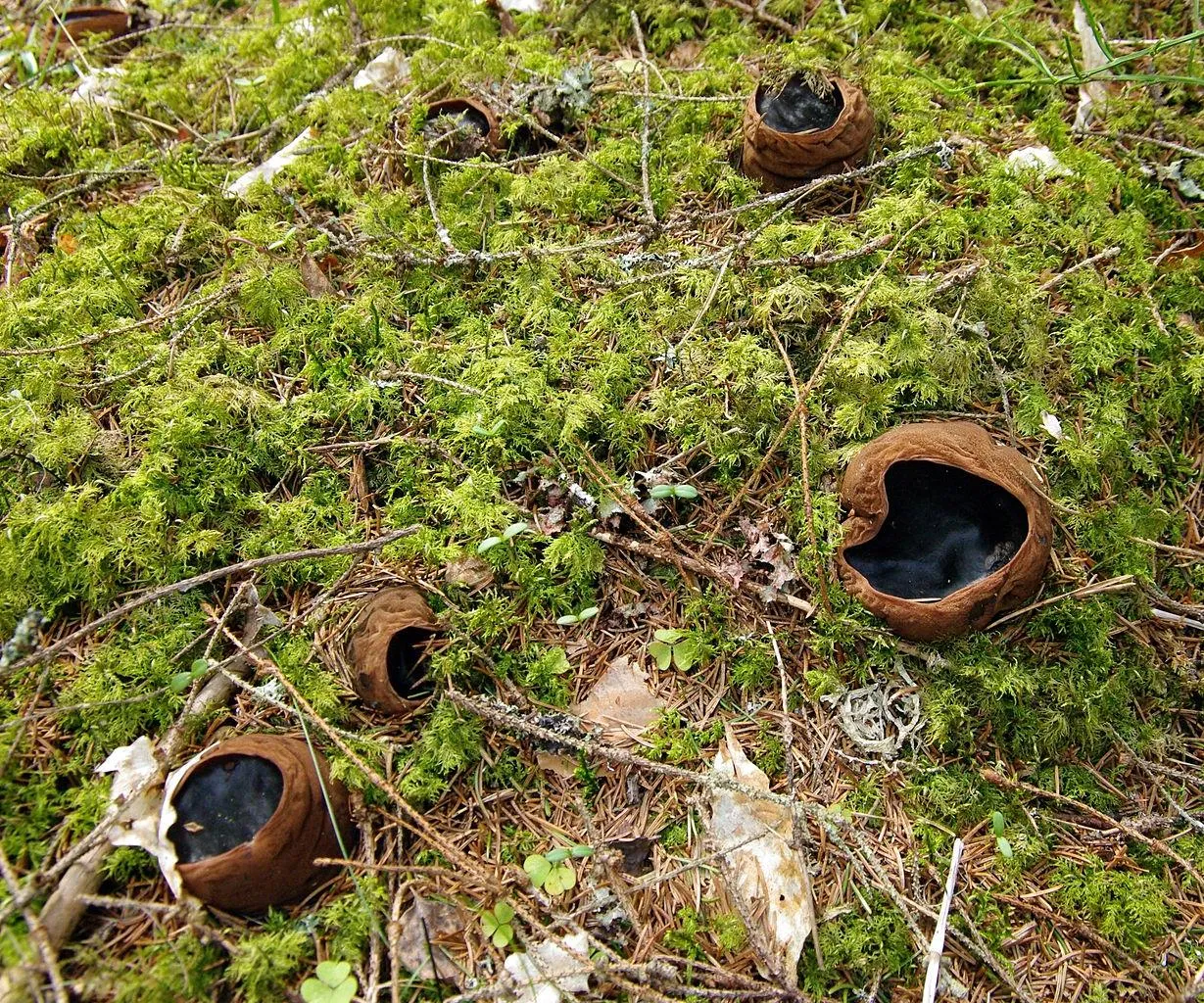 Саркосома шаровидная (Sarcosoma globosum)