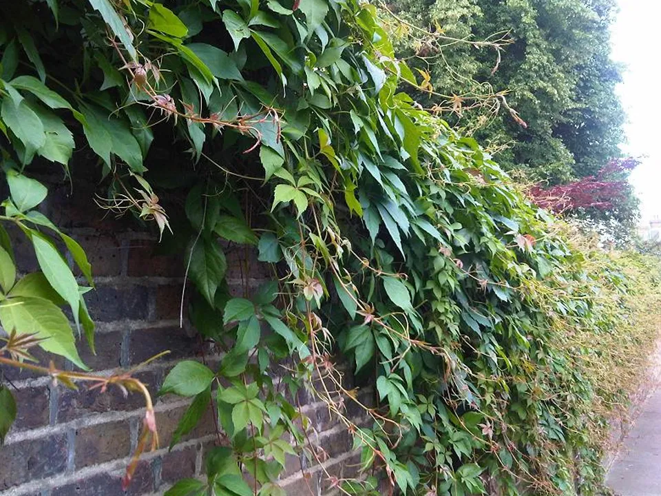 Фото: сommons.wikimedia/Emőke Dénes