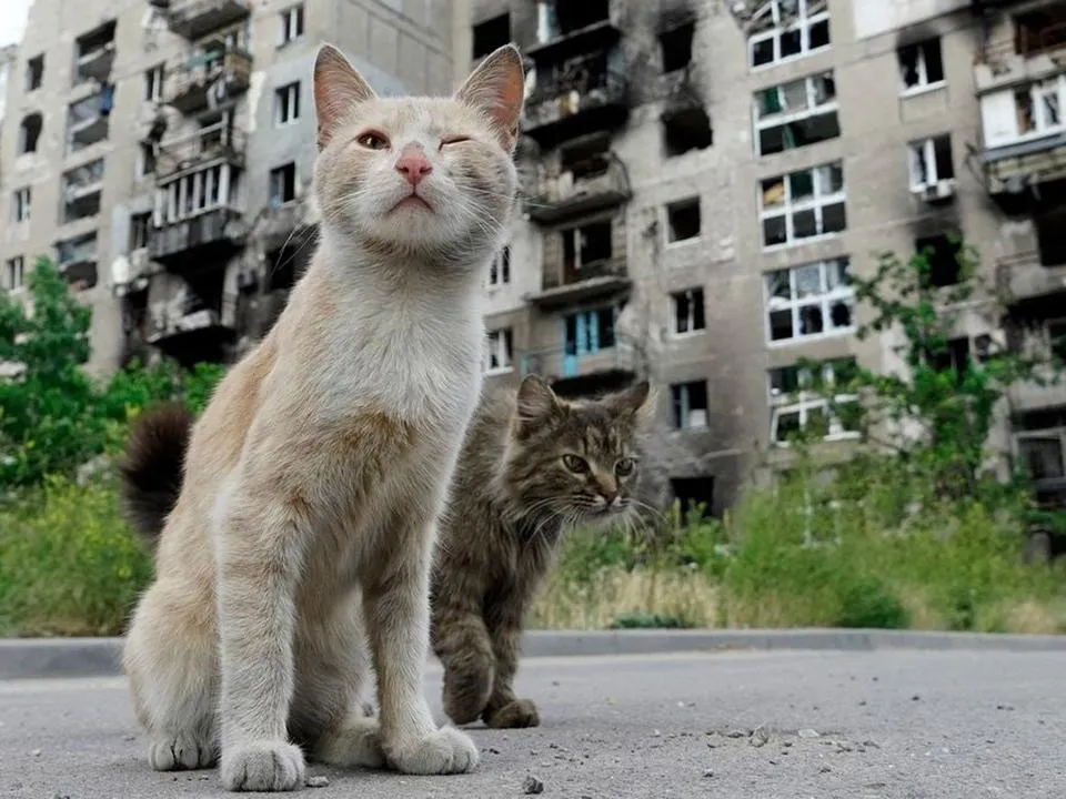 Москвичка рассказала, как спасла в Мариуполе кота, два года сидевшего в руинах после гибели хозяев