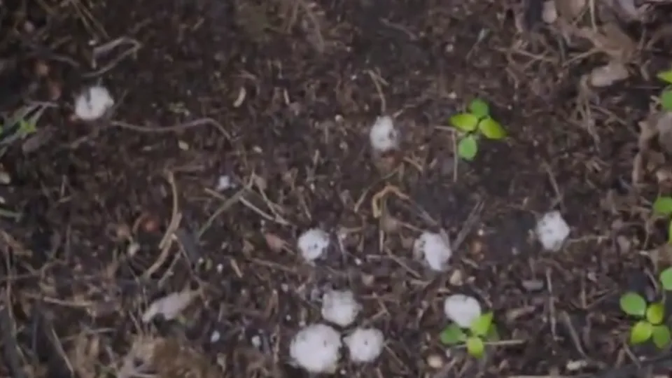 Фото предоставлено хозяйкой собаки